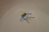 Articuno: Surskit ve vodě